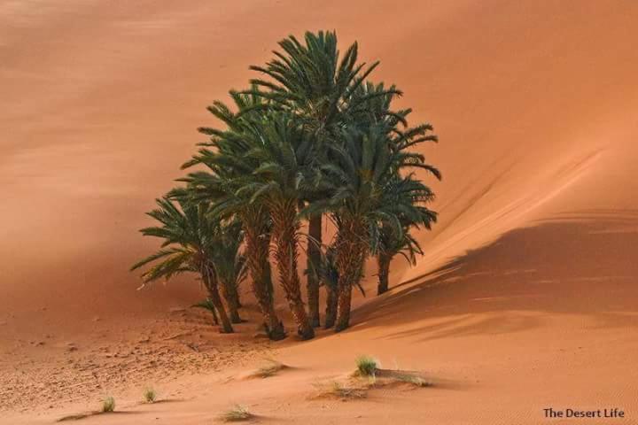 Bivouac Camel Trips Hotel Merzouga Exterior photo